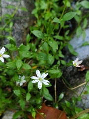 Stellaria graminea