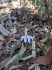 Caladenia catenata