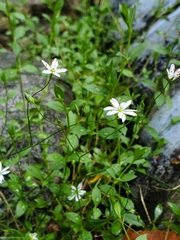 Stellaria graminea