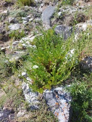 Artemisia obtusiloba