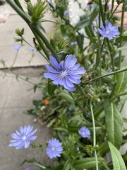 Cichorium intybus