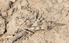 Trimerotropis pallidipennis