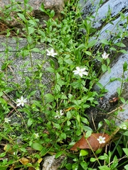 Stellaria graminea