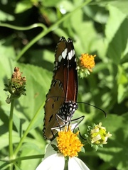 Danaus chrysippus