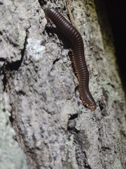Narceus americanus