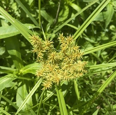 Cyperus strigosus
