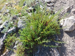 Artemisia obtusiloba