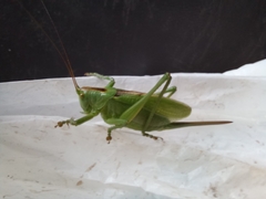 Tettigonia cantans