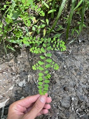 Phyllanthus caroliniensis