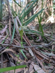Pterostylis grandiflora