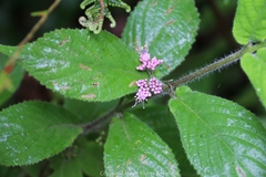 Callicarpa rubella
