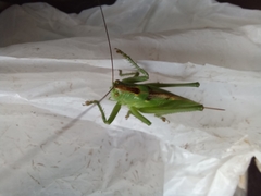 Tettigonia cantans