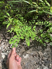 Phyllanthus caroliniensis