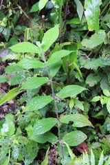 Callicarpa rubella