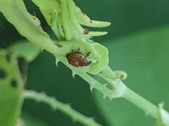 Rhinoncomimus latipes