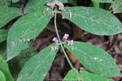 Callicarpa rubella