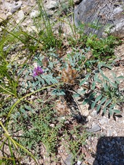 Astragalus laguroides
