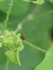 Rhinoncomimus latipes