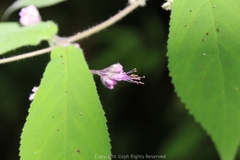 Callicarpa rubella