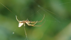 Argyrodes argentatus
