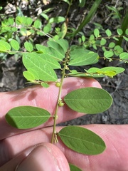 Phyllanthus caroliniensis