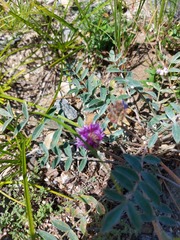 Astragalus laguroides