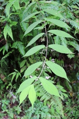 Callicarpa rubella