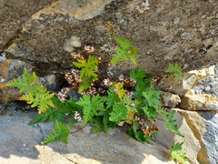 Aleuritopteris argentea