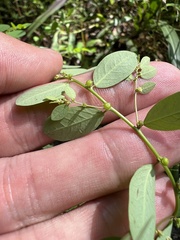 Phyllanthus caroliniensis