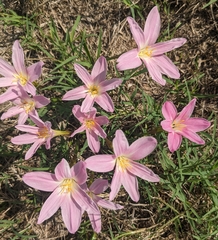 Amaryllidaceae