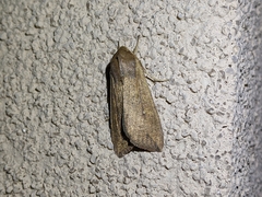 Mythimna unipuncta