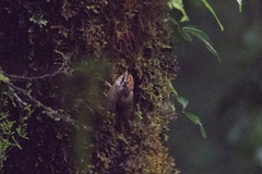Schoeniparus castaneceps