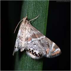 Petrophila jaliscalis