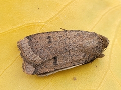 Abagrotis