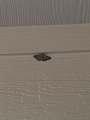 Polydesma boarmoides