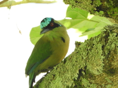 Momotus aequatorialis