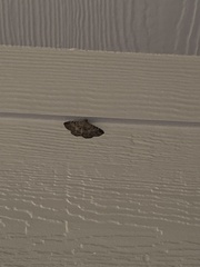 Polydesma boarmoides