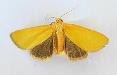 Eulithosia composita