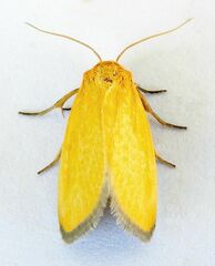 Eulithosia composita