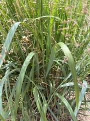 Panicum virgatum