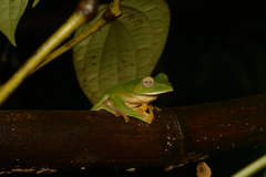 Rhacophorus malabaricus