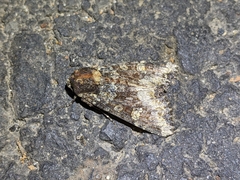 Apamea amputatrix