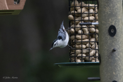 Sitta carolinensis
