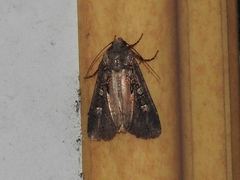 Actebia fennica