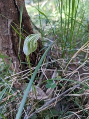 Pterostylis curta