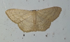 Sterrhinae
