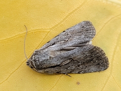 Sympistis mackiei