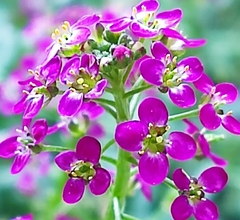 Brassicaceae