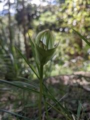 Pterostylis curta