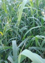 Phalaris arundinacea